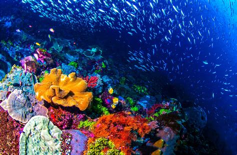 Merge magical oceanic reef